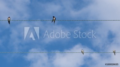 Afbeeldingen van Swallows Hirundo rustica on telephone wires Flock of birds in the family Hirundinidae resting on cables in front of blue sky in the British summer